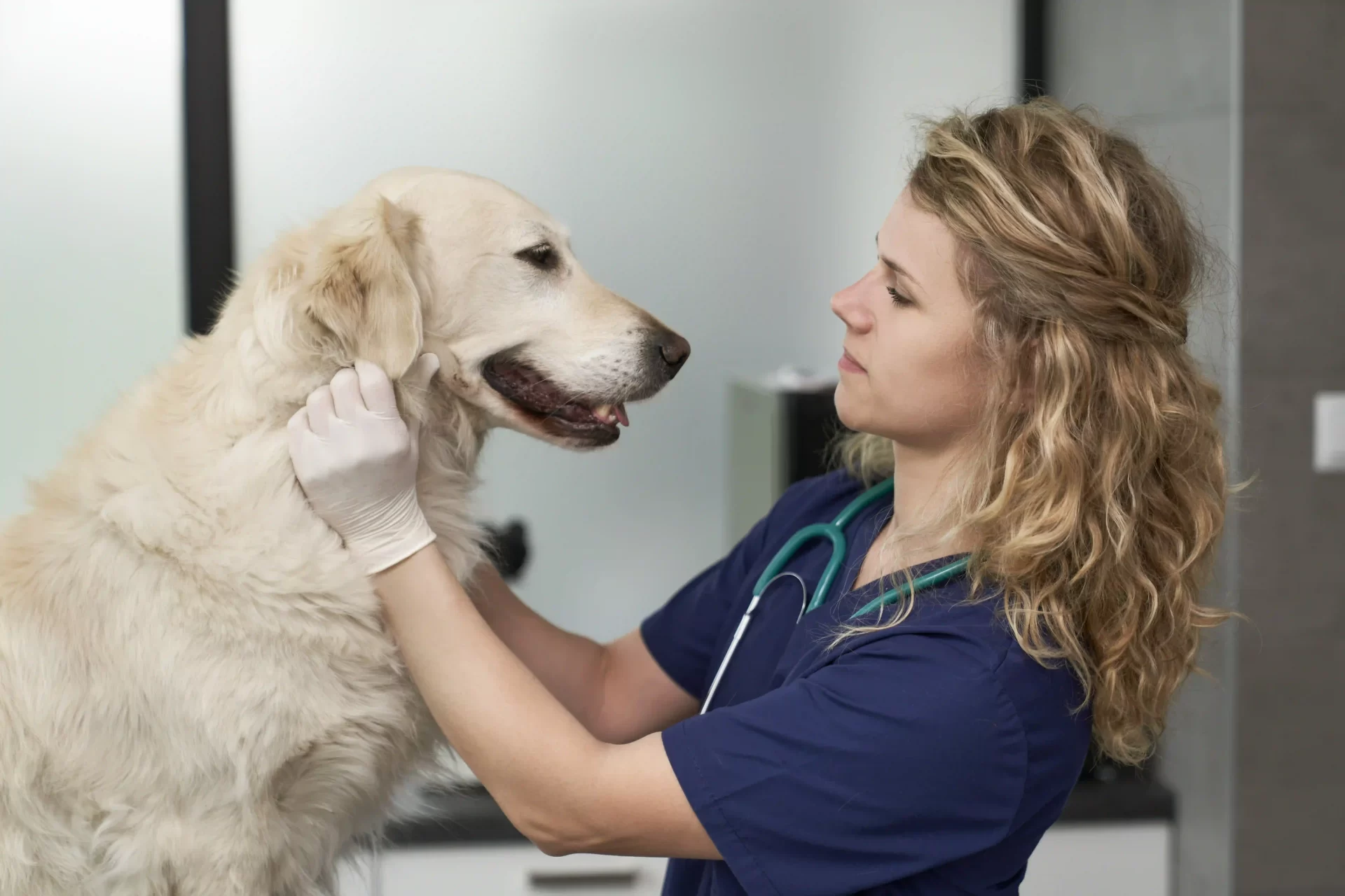 Labrador dog and the vet. Pet immunisation. Pets24