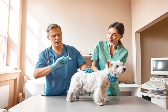 Vets giving a dog a vaccine. Pet immunisation. Pets24