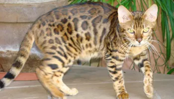 Luan’s Cattery. Bengal cat breeders. Pets24