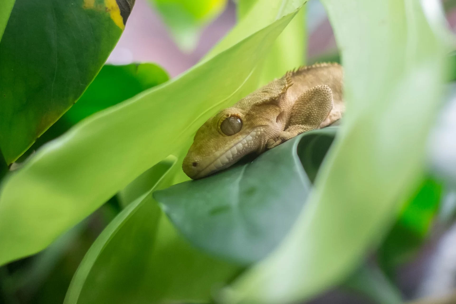 Gecko in between leaves. World Lizard Day. Pets24