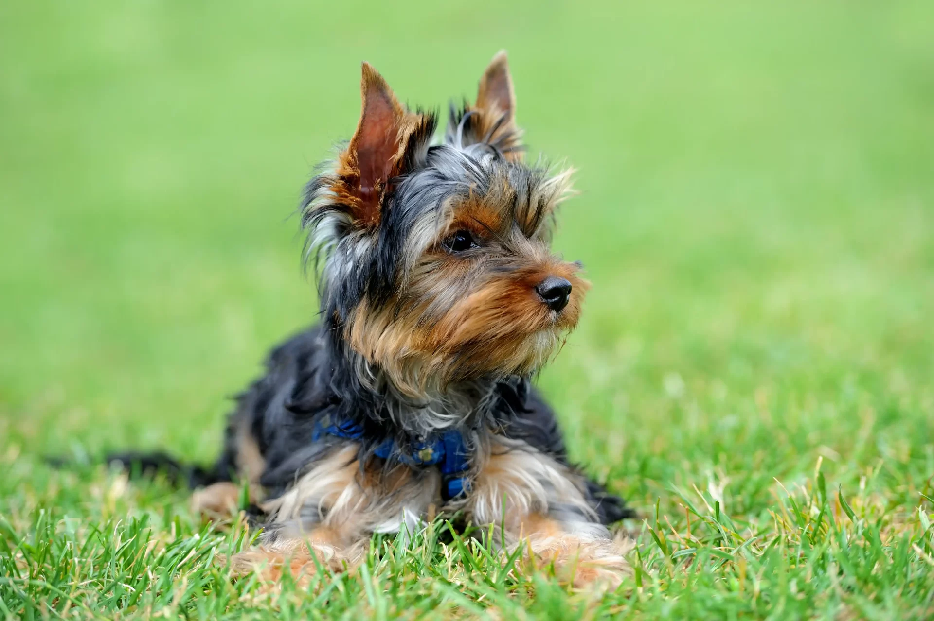 Yorkshire Terrier in the grass. Yorkshire Terrier breeders. Pets24