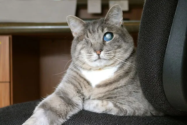 cat with eye condition. Pets with disabilities. Pets24. 