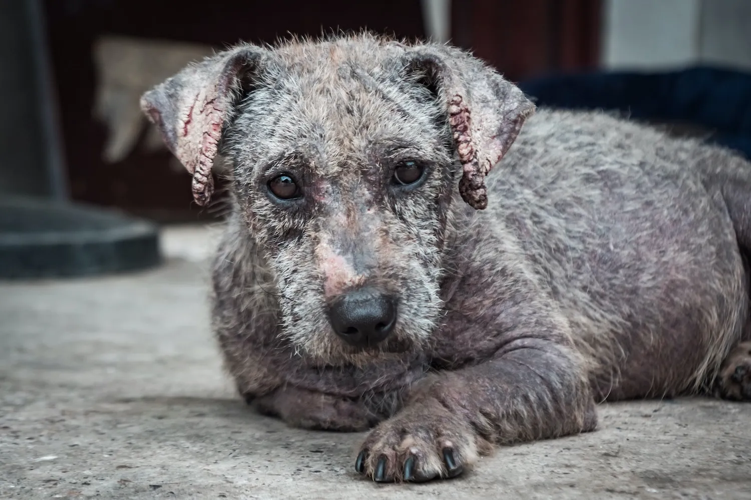 grey dog with skin condition.pets with disabilities. pets24