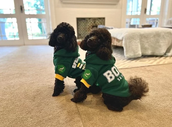 Springbok dog jerseys from Le Pawtique