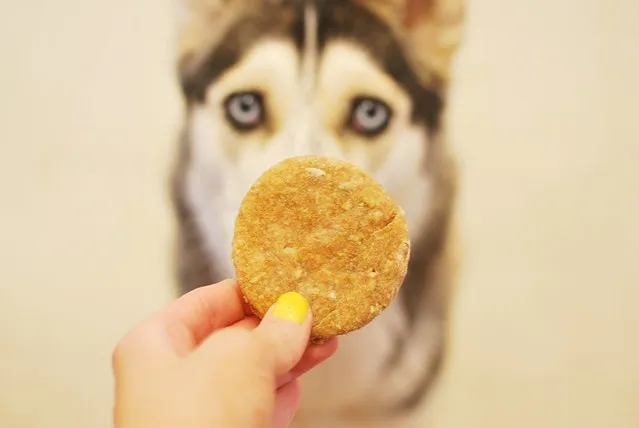 Dog looking at biscuit in human hand. Treat Your Pet Day. 