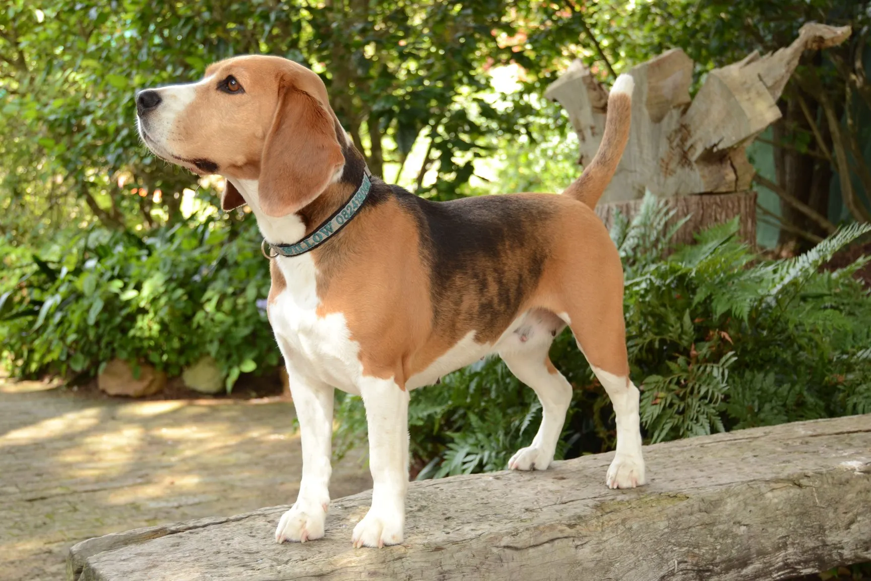 Beagle from Vanros Beagles. Breeders in the Western Cape and Cape Town. Pets24