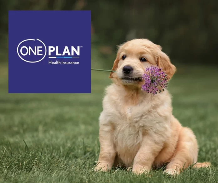 Golden Retriever puppy. Oneplan Pet Insurance. Getting pet insurance early. Pets24