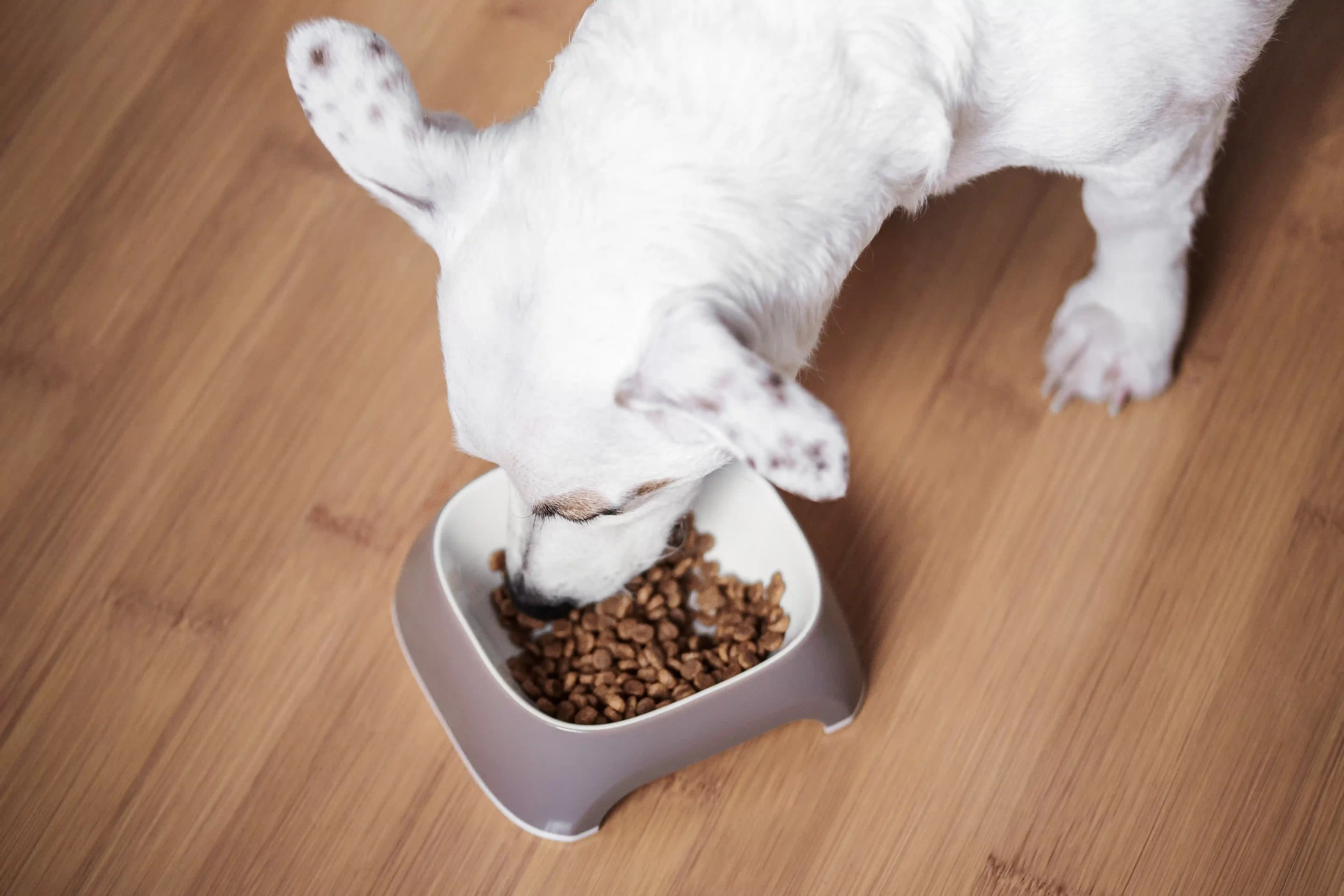 Dog eating food. Pet allergies. Pets24