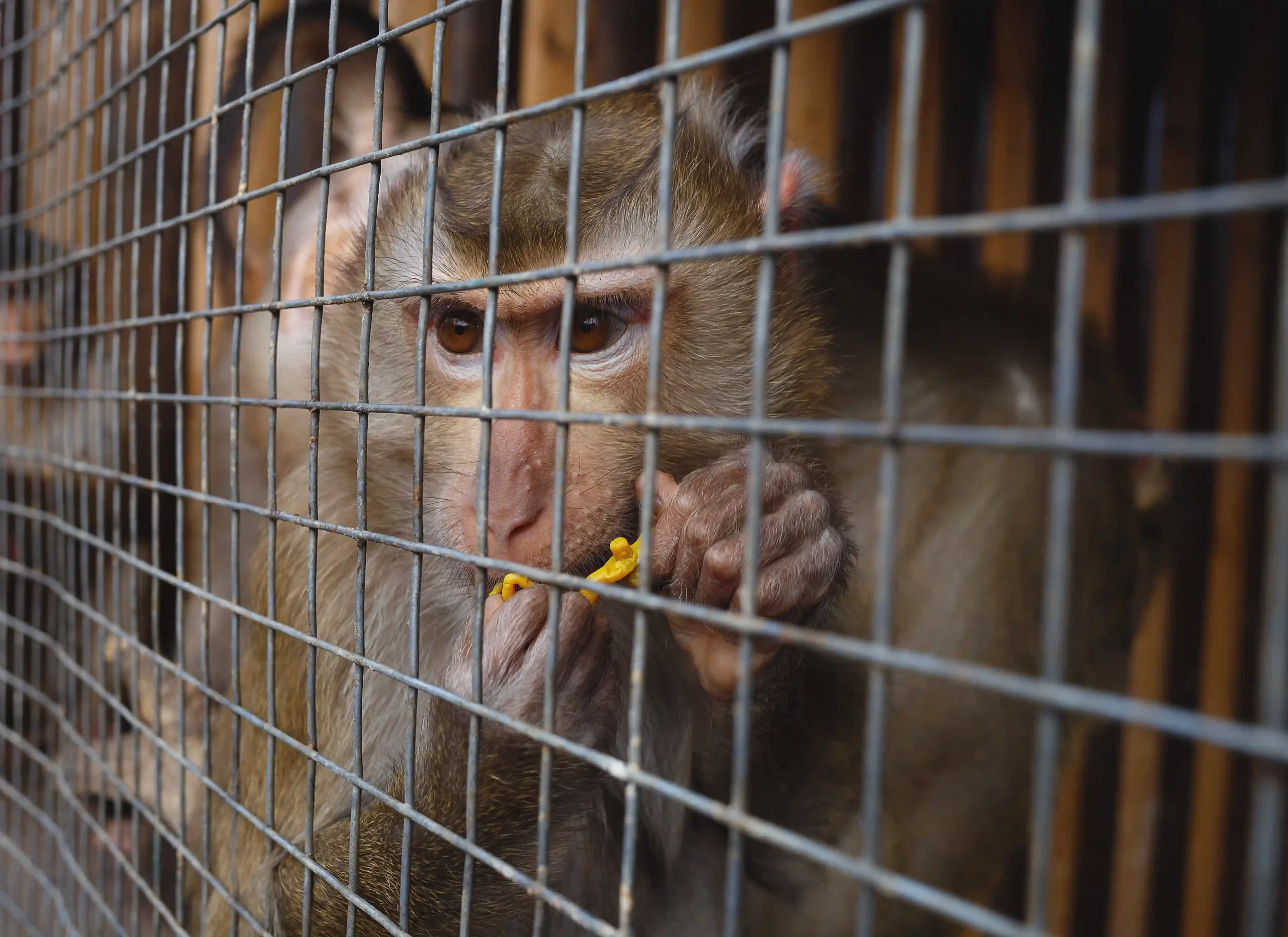 Abused monkey. World animal day. Pets24