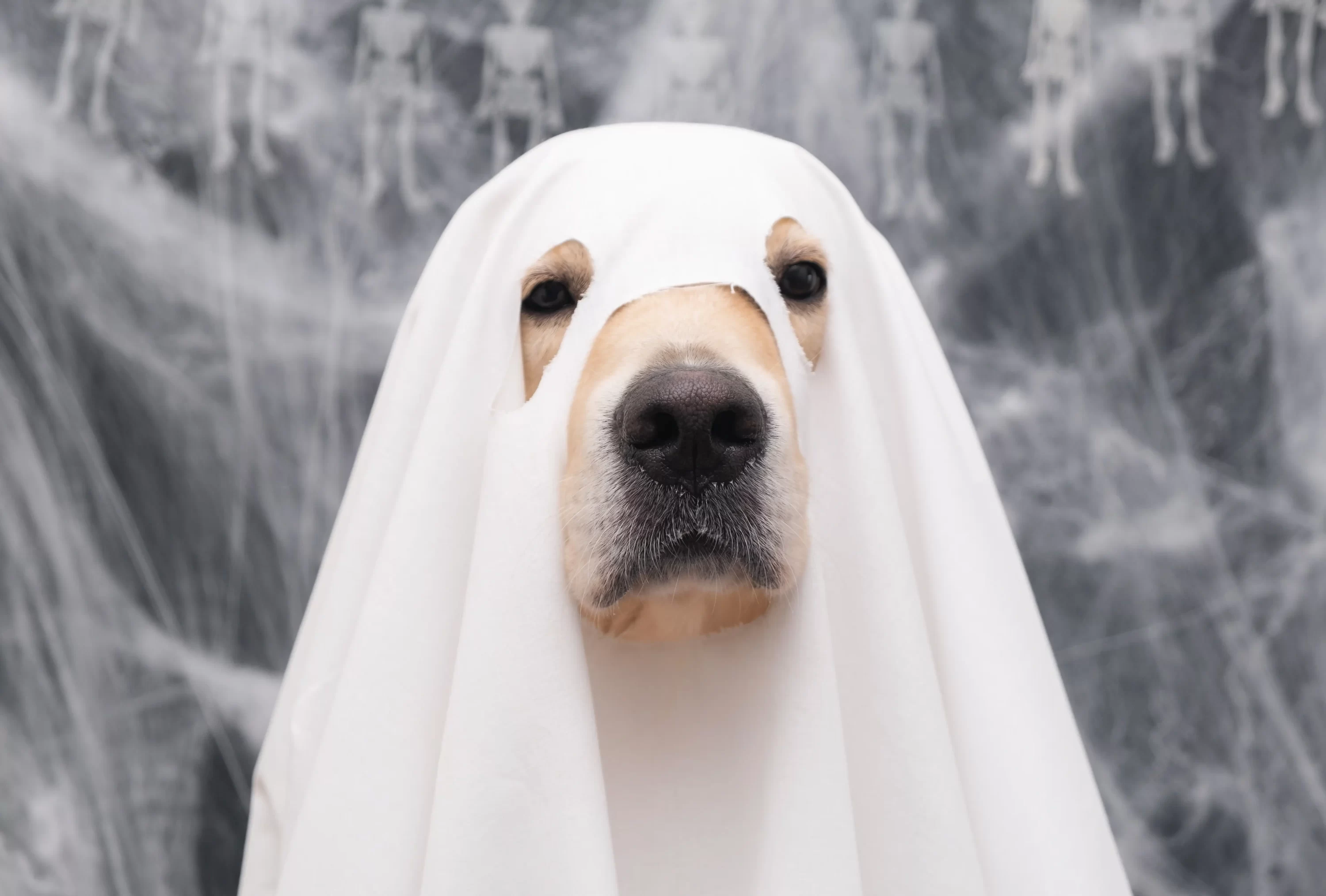Dog ghost halloween costume. 
