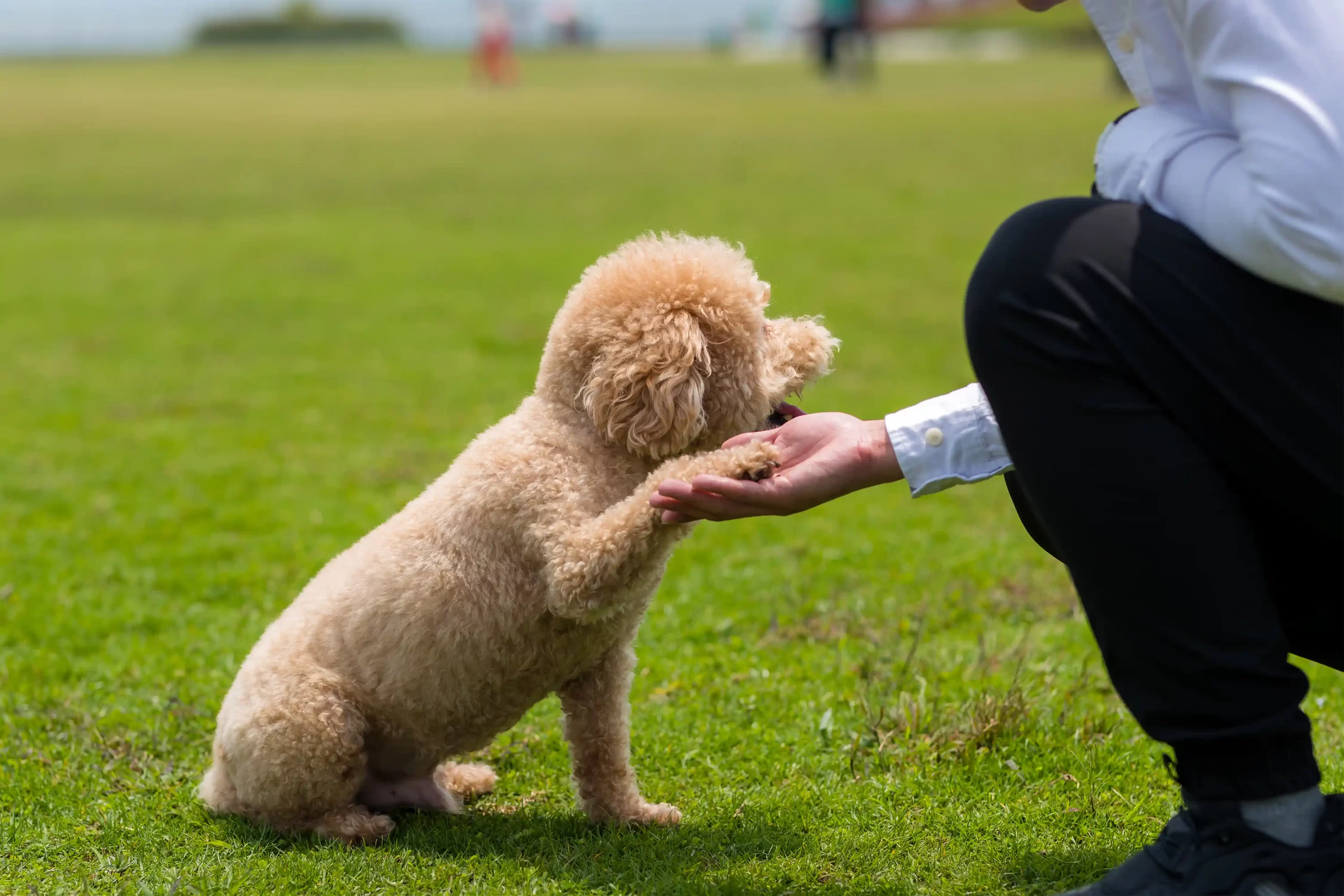 Dog doing shake command with man. Teaching dog tricks. Pets24.