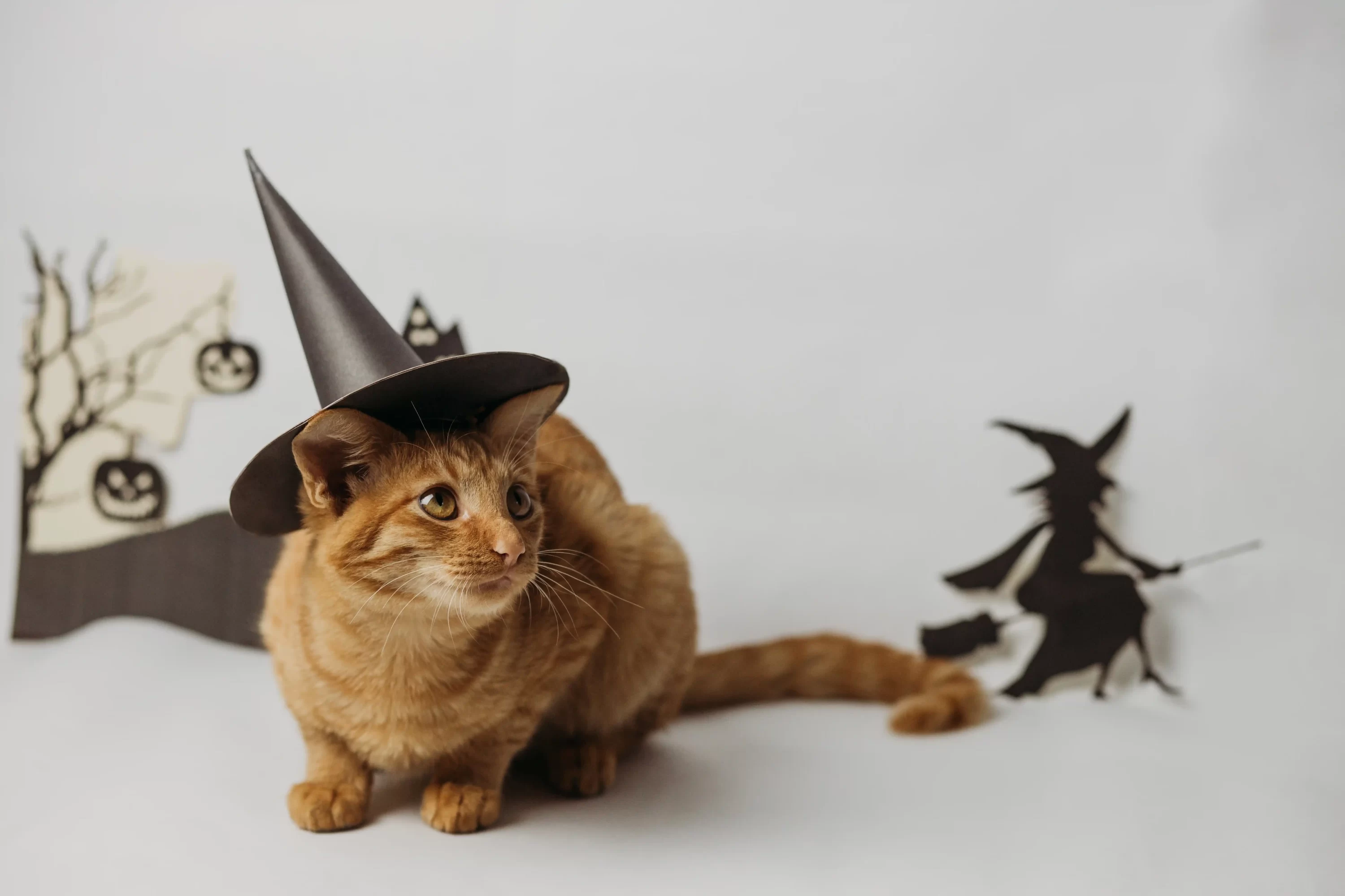 Cat Halloween costume 