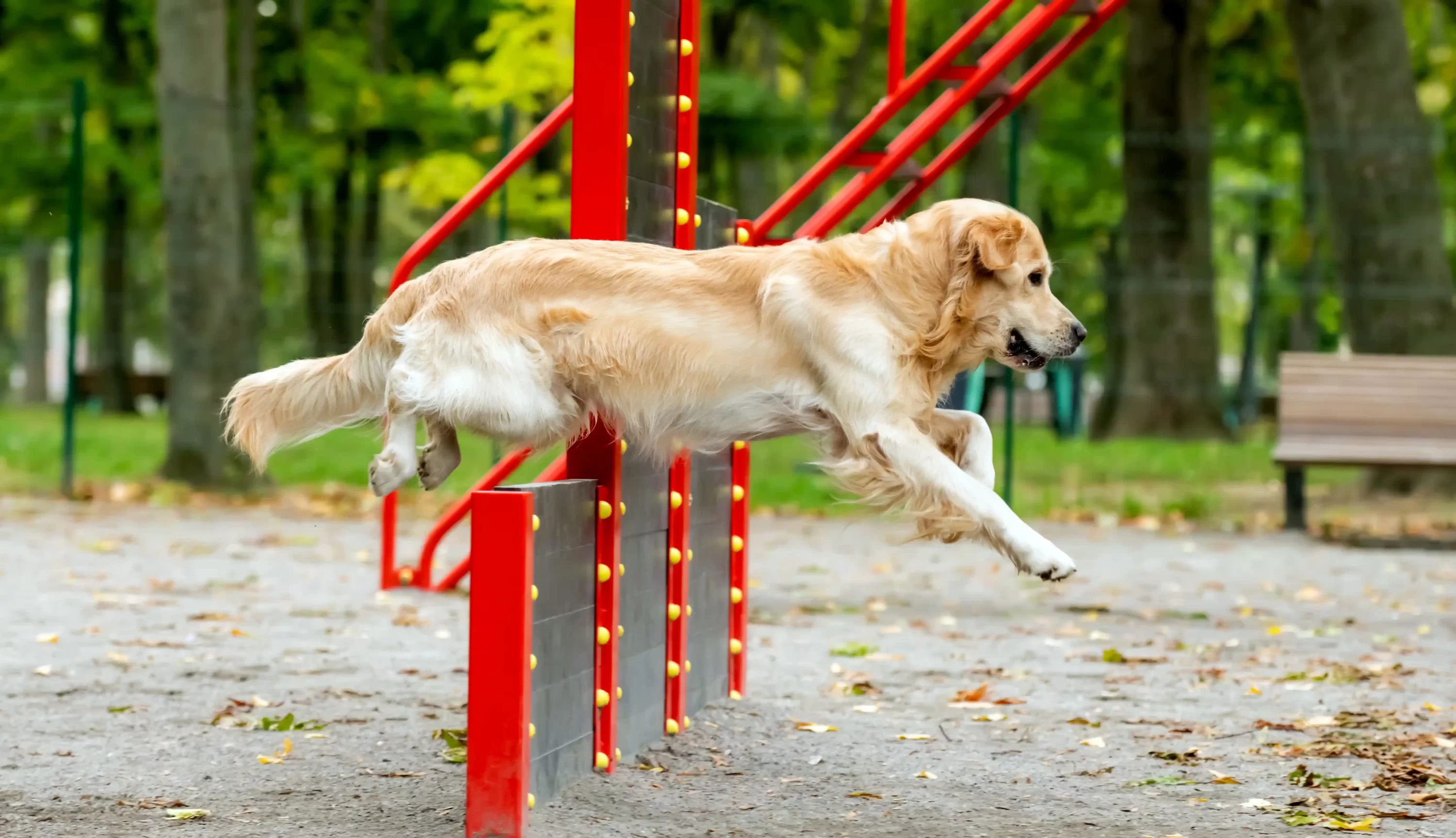 Dod exercising on obstacle course. Dog workouts. Pets24