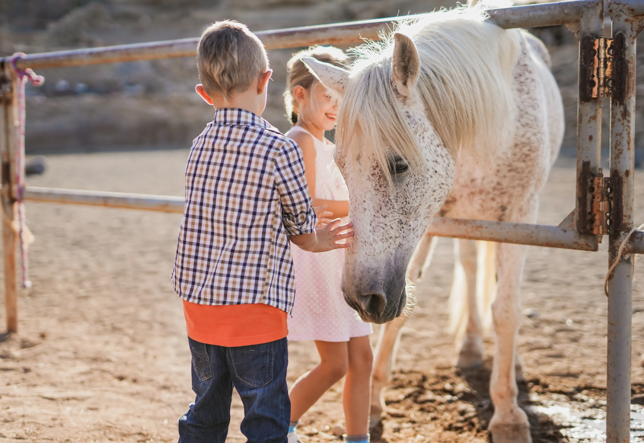 Children petting horse Pet laws. animal protection act 1962. Pets24