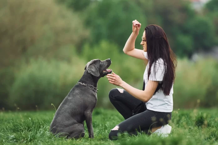 Woman teaching dog tricks. Pets24.