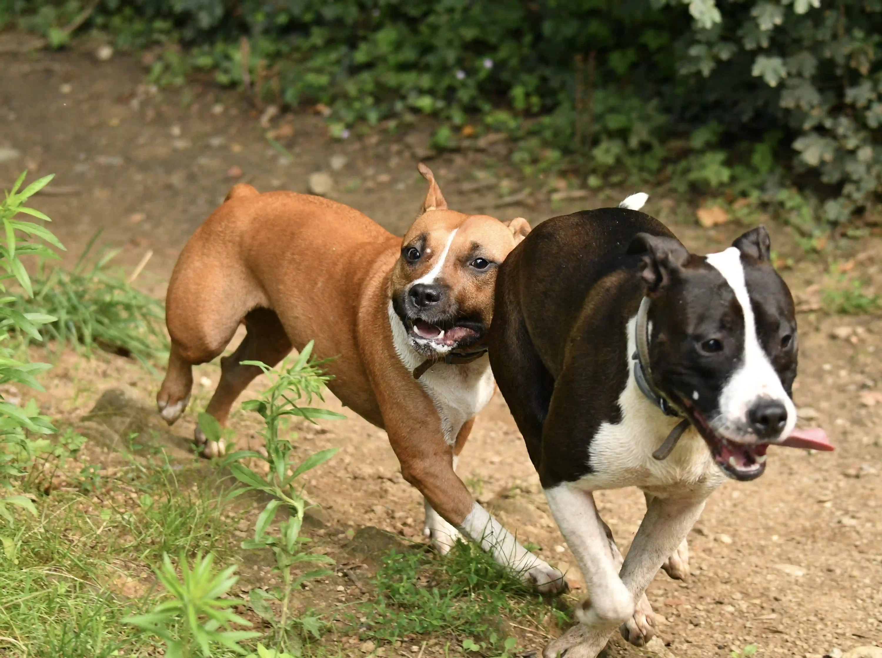 Two dogs running. World animal day. Pets24