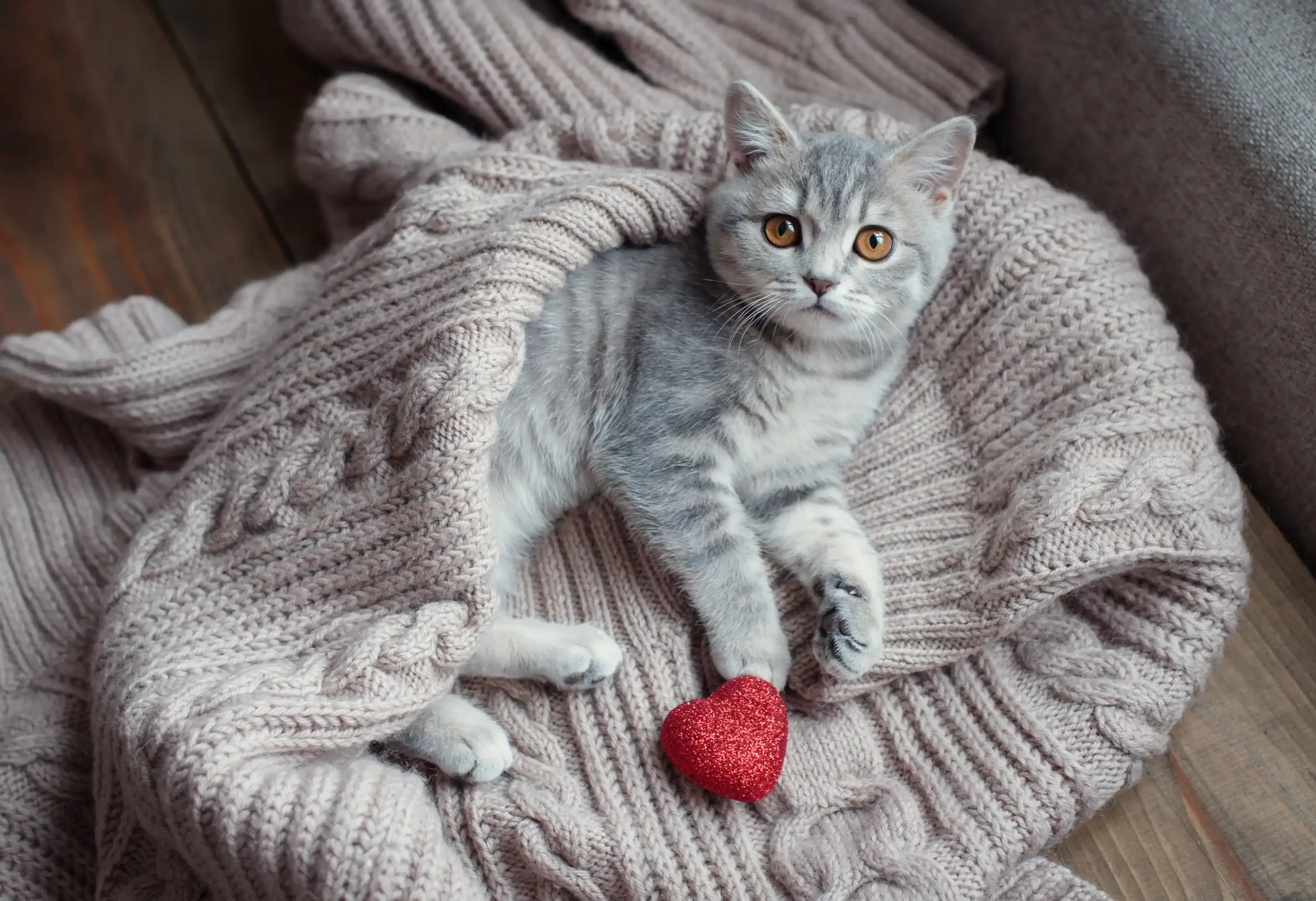 Little kitten in a blanket. Oneplan Pet Insurance. Getting pet insurance early. Pets24