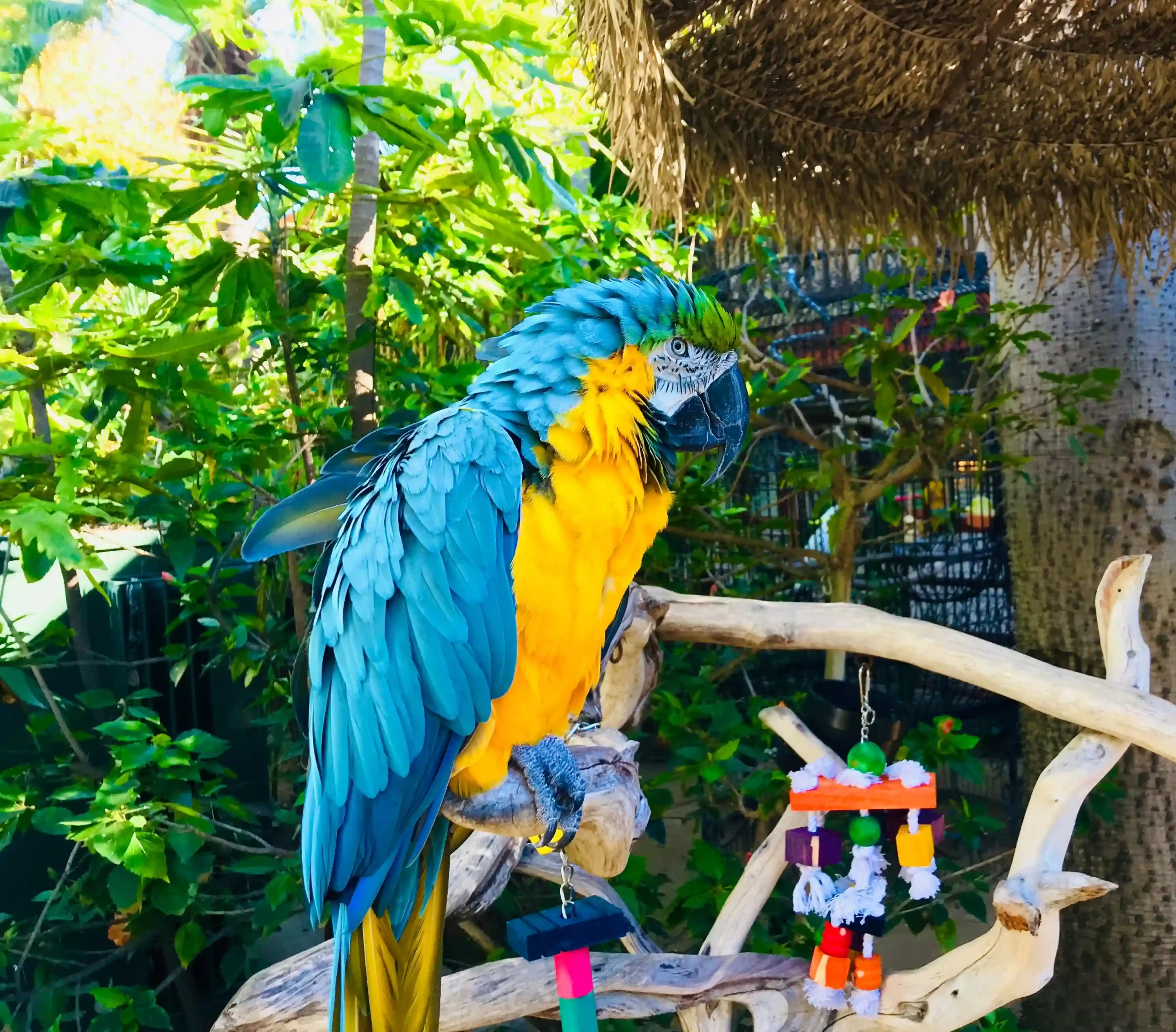 Parrot with DIY pet toys.