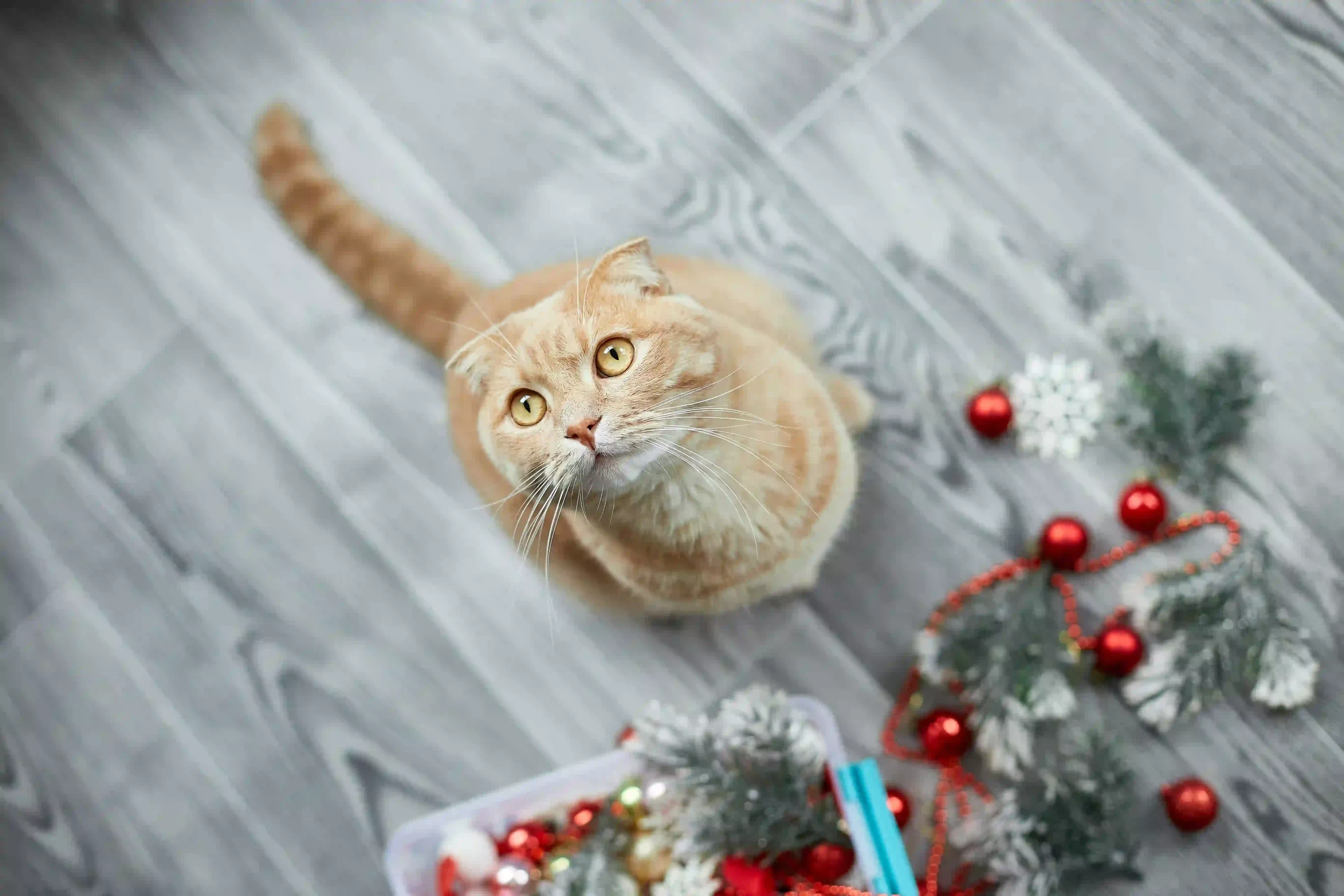 Cat looking up. pet-proofing festive decorations
