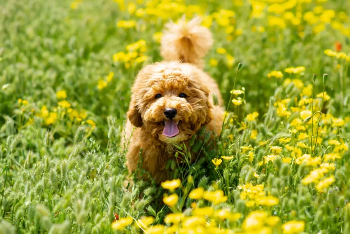 Dog in a field of flowers. Protecting your pet in South African summer.