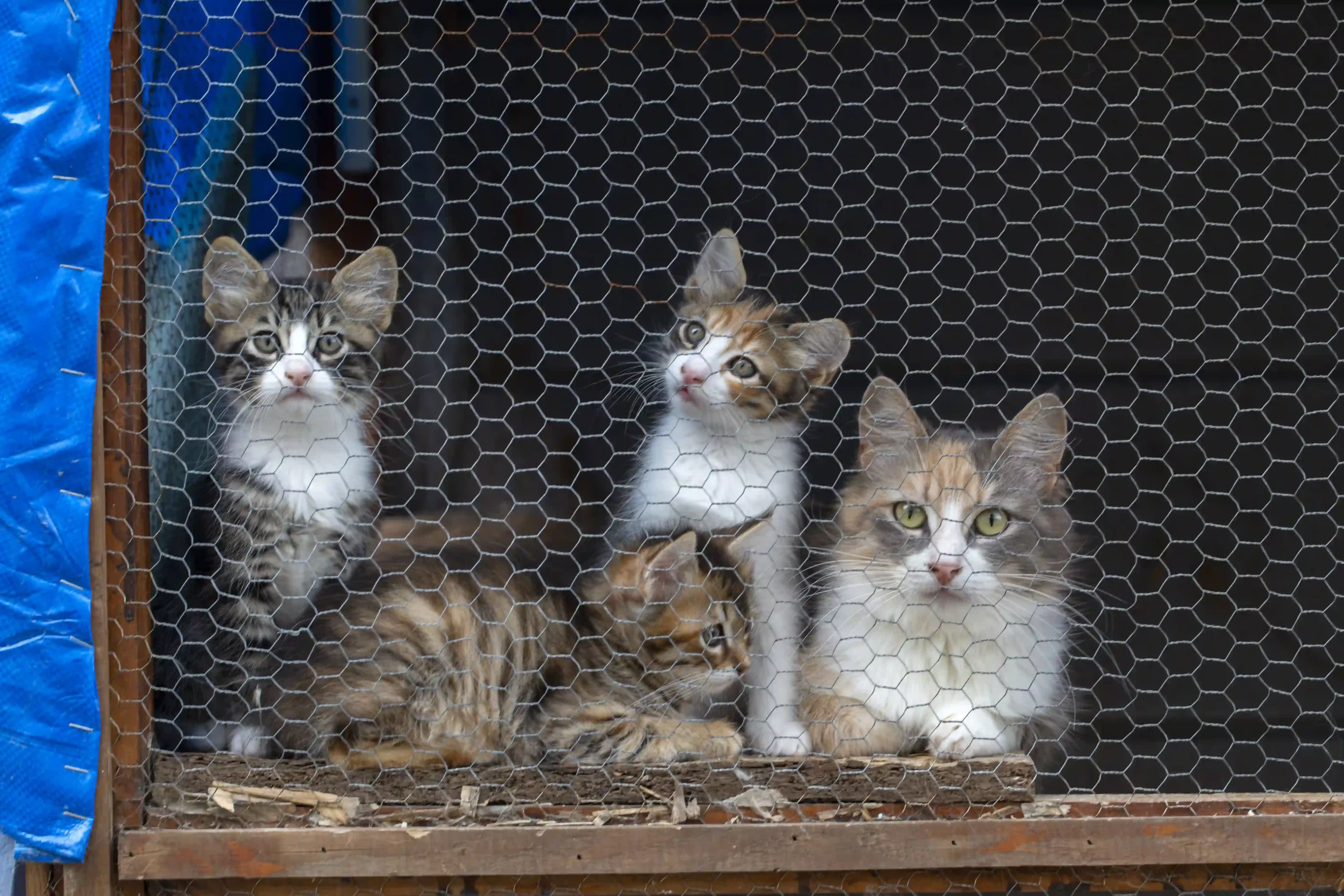 Cats at pet shelter