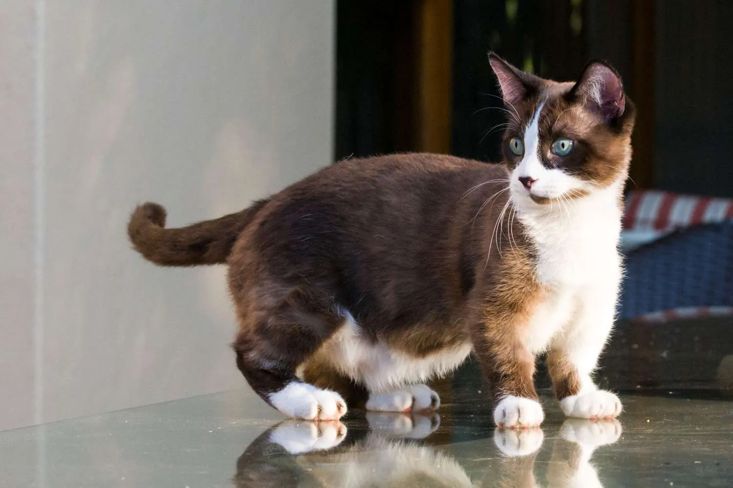 munchkin cat standing