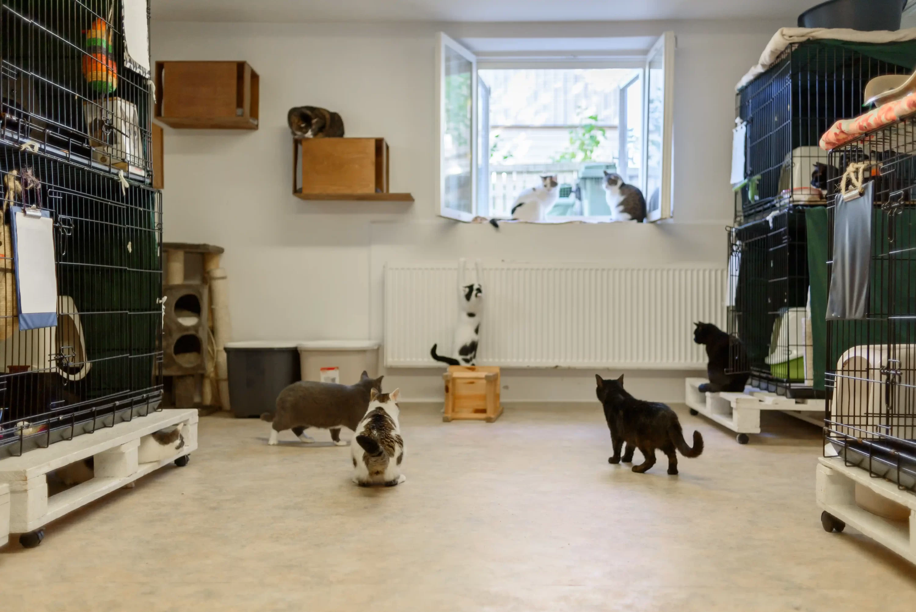 cats at a pet shelter