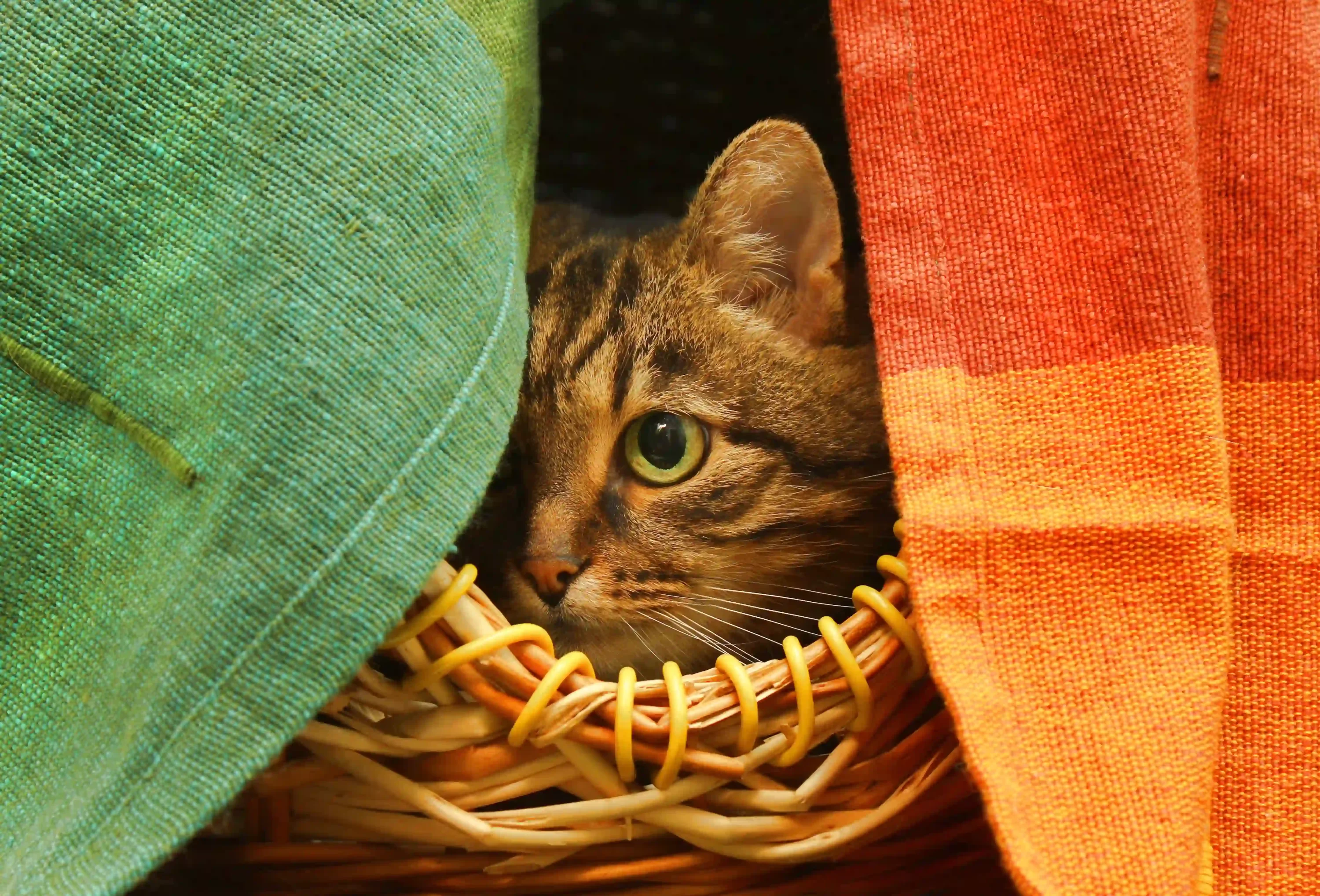 Cat hiding behind towels. Preparing your pet for gathering