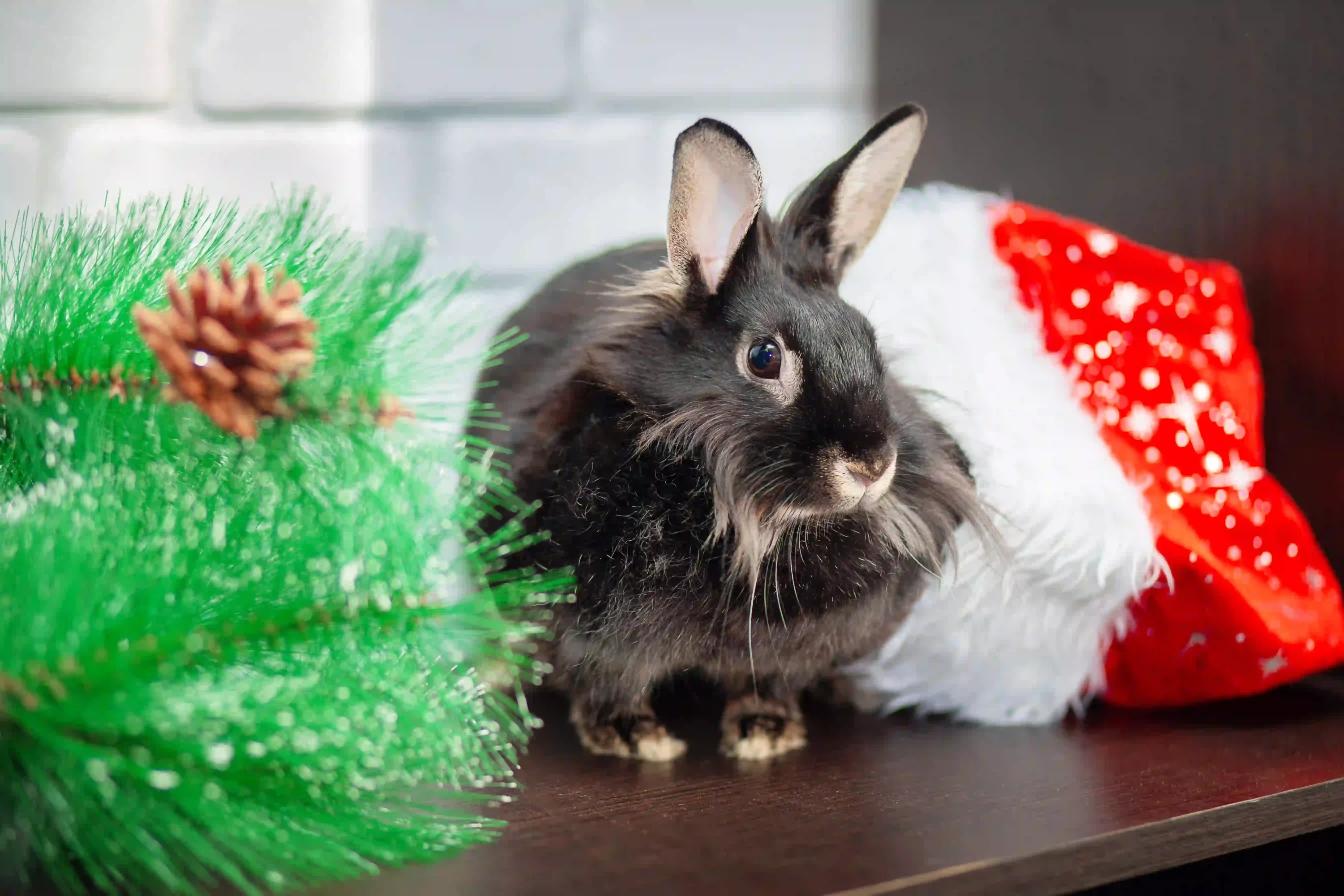 Rabbit with festive deco. pet-proofing festive decorations