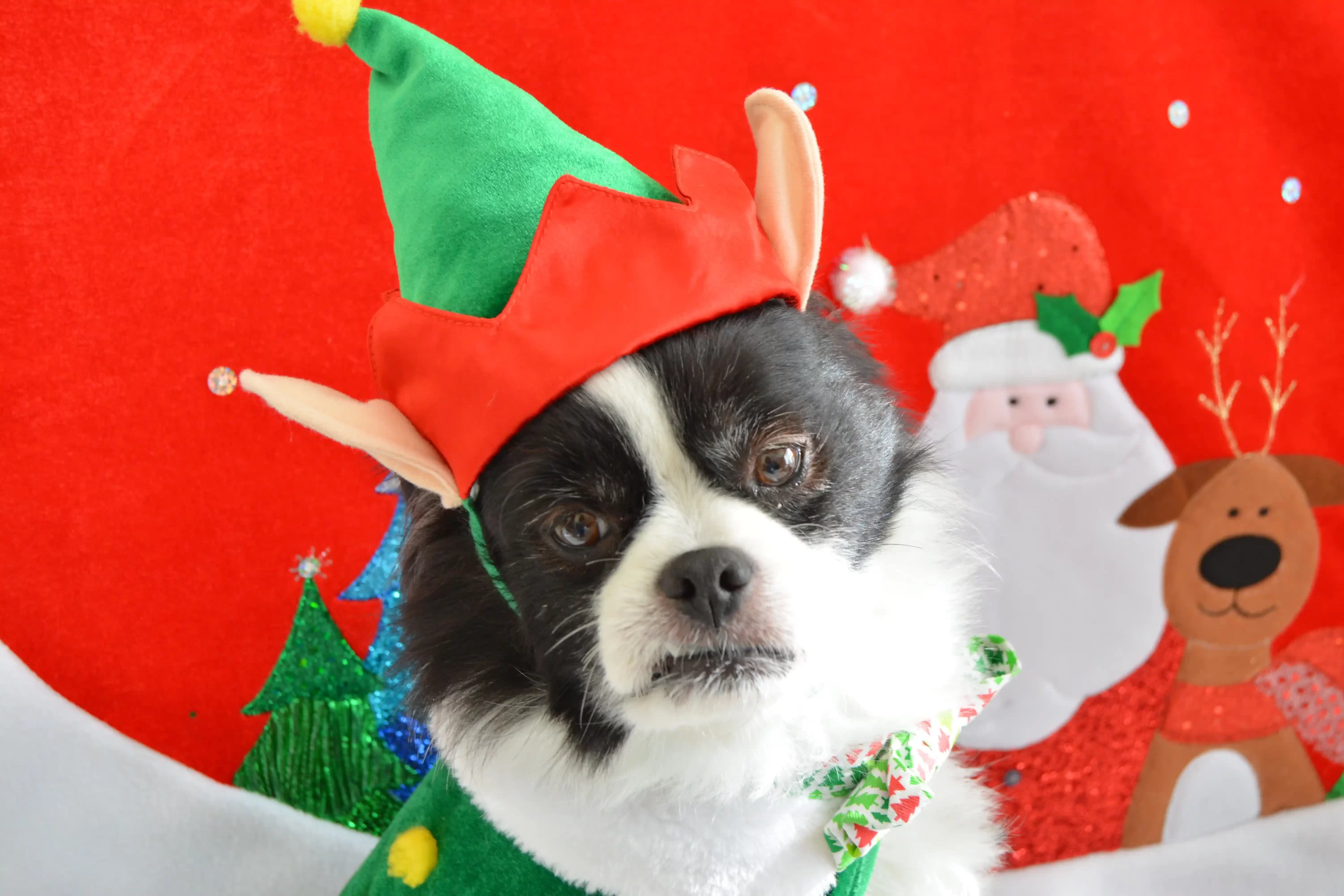 Dog with elf ears. Christmas pet costumes
