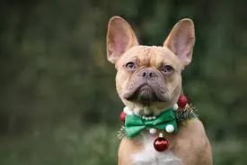 Dog with christmas decoration collar. Christmas pet costumes