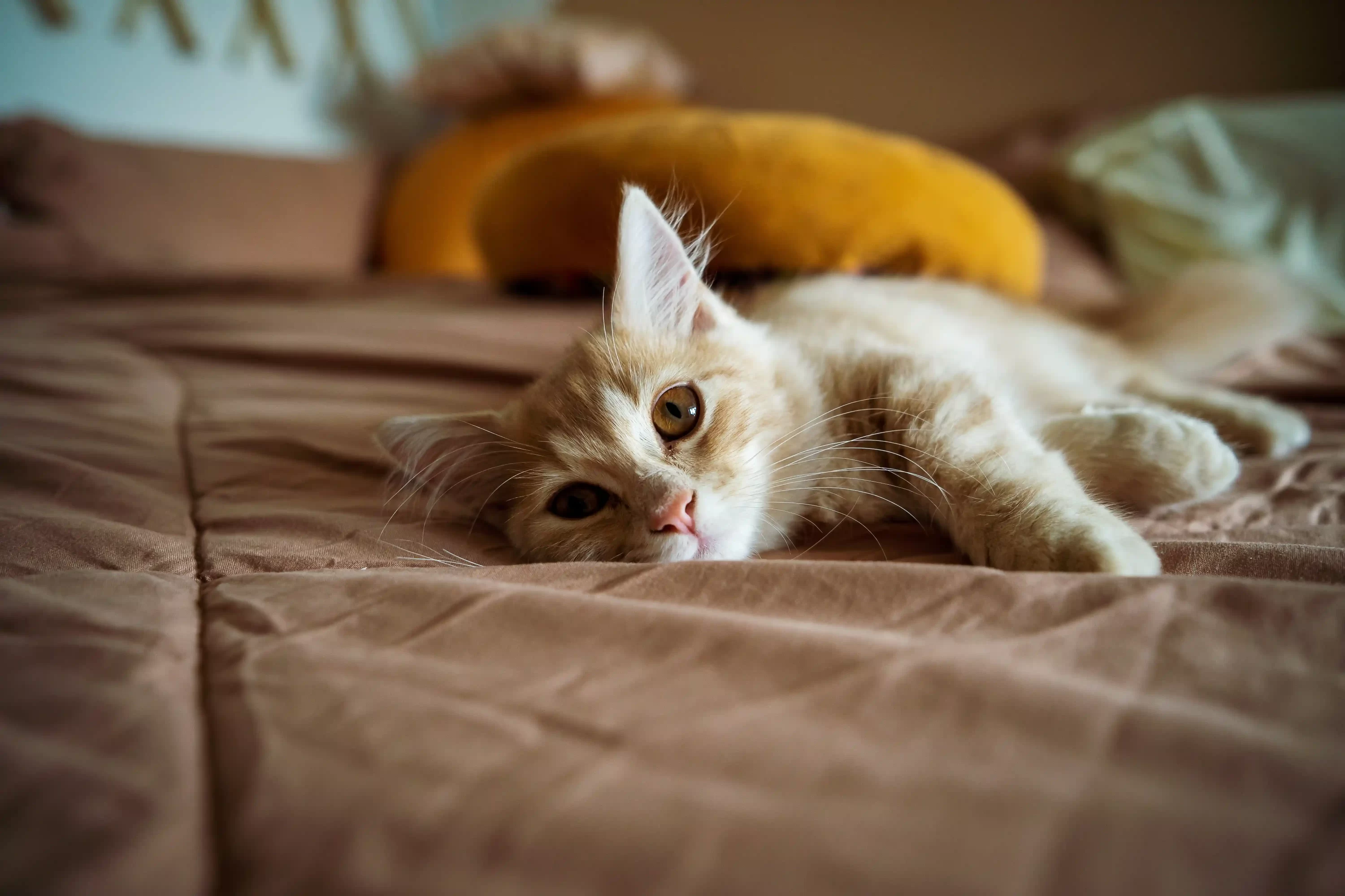 Munchkin cat laying on bed