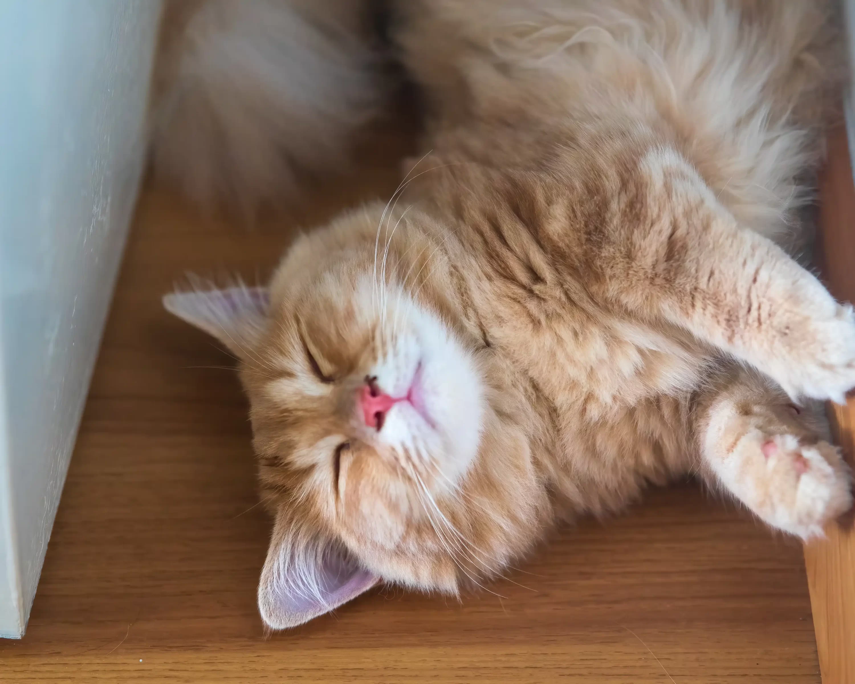 Sleeping munchkin cat