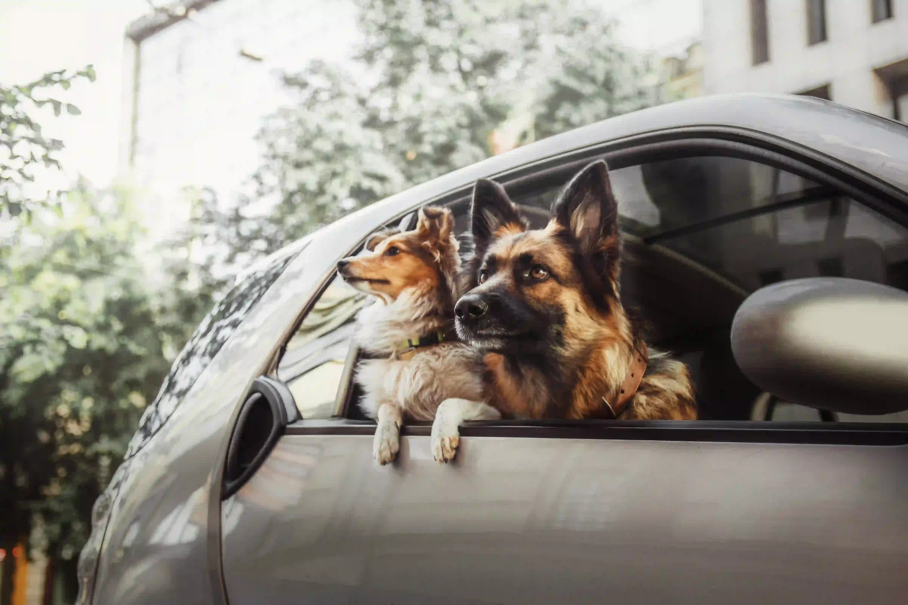 Dogs on road trip. Protecting your pet in South African summer