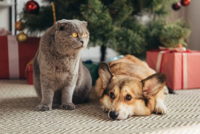Dog and cat next to christmas tree. pet-proofing festive decorations