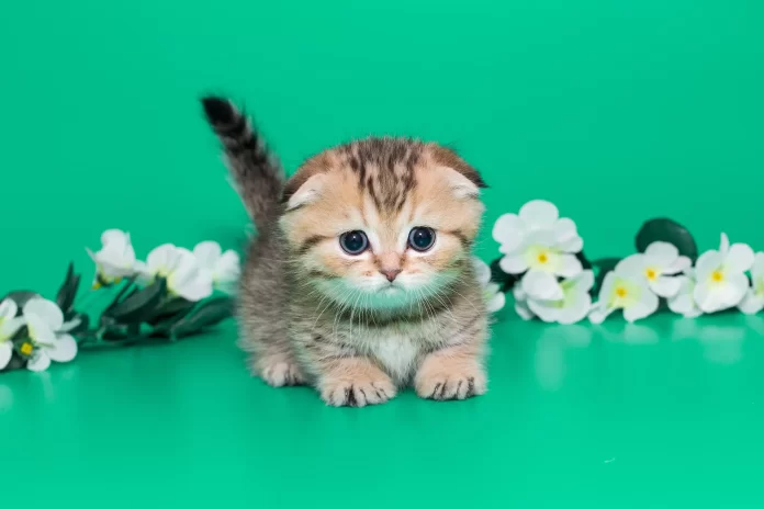 Cute Munchkin cat