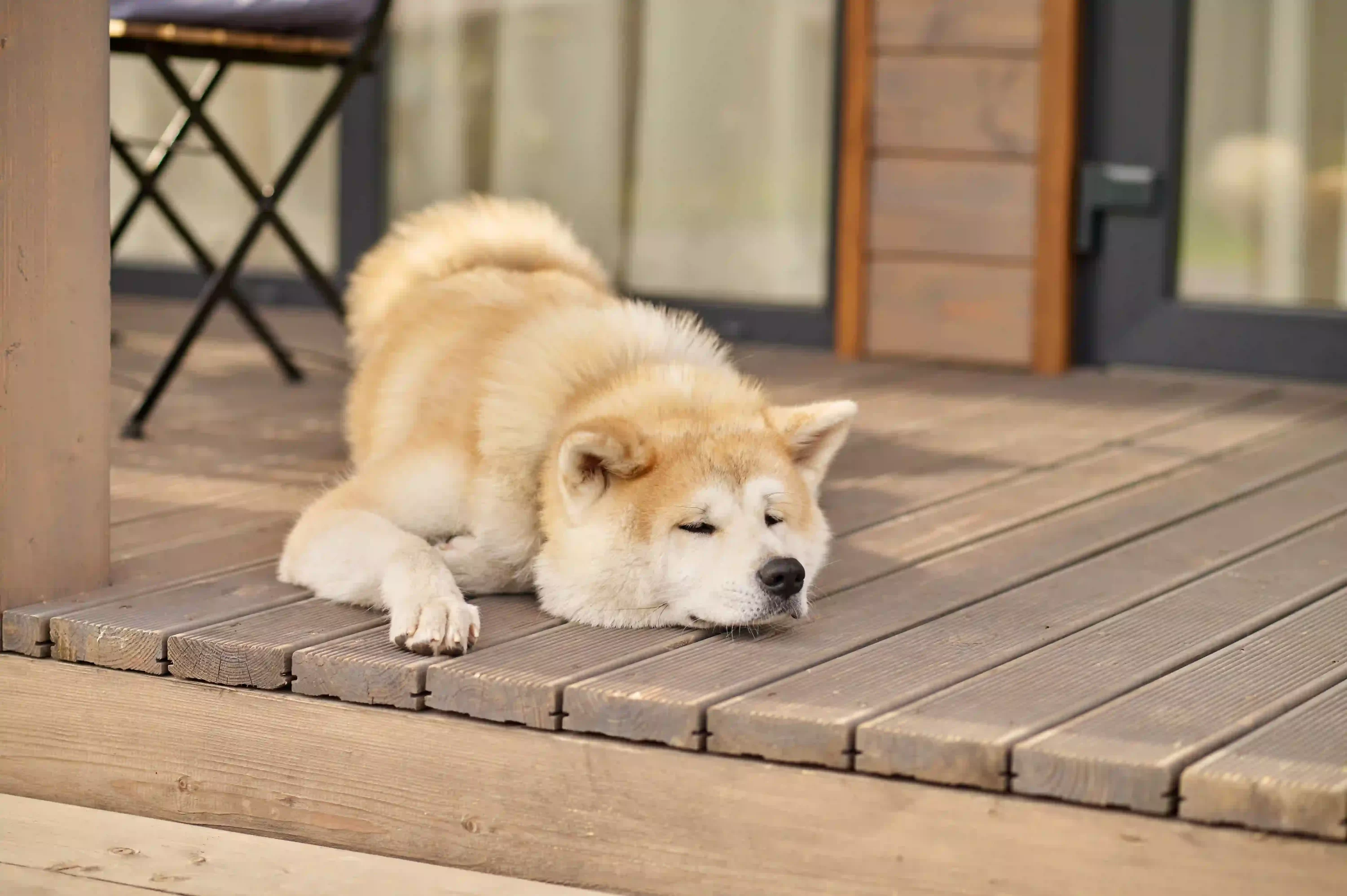 Dog having a nap outside. Preparing your pet for gathering