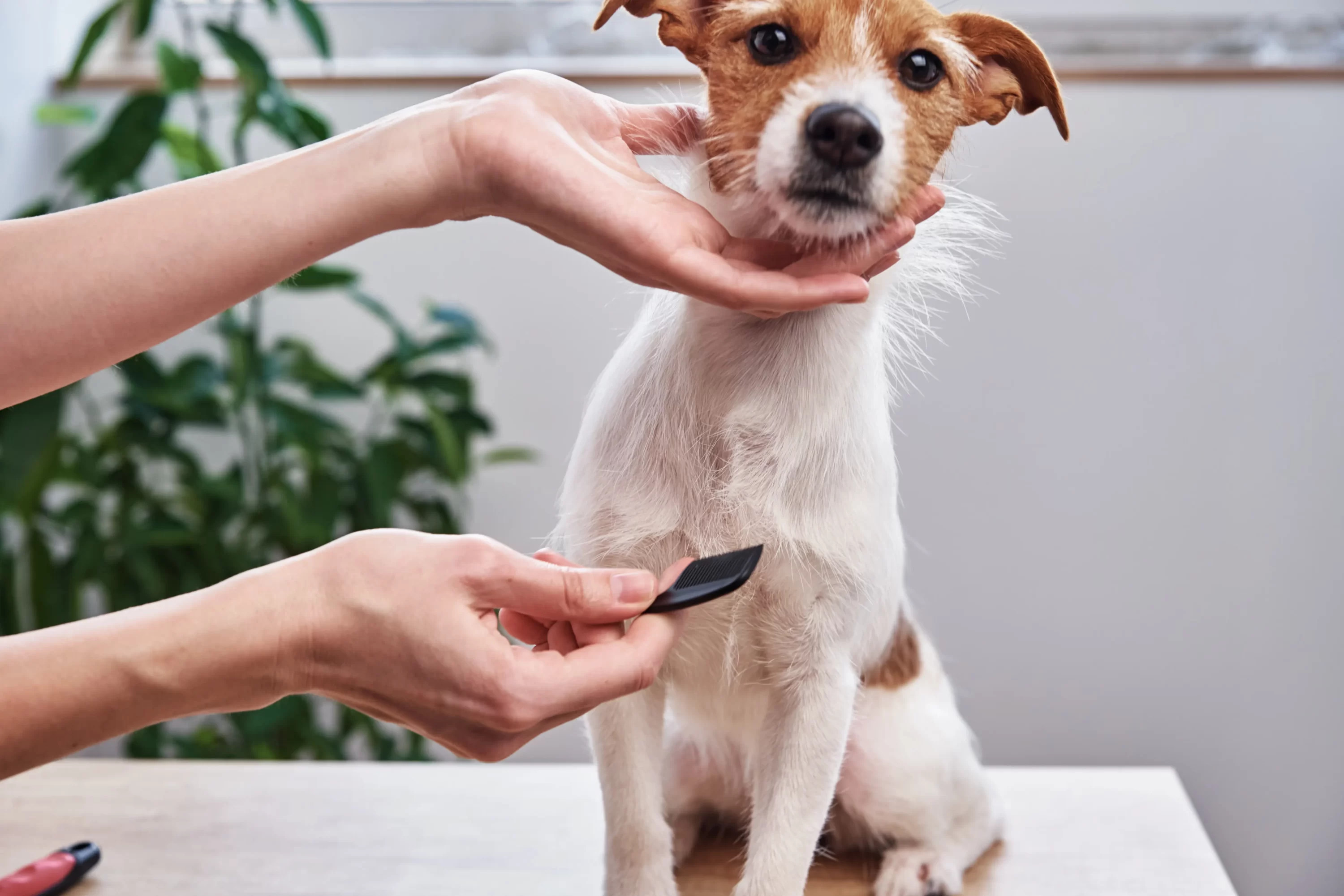 Woman grooming dog. Choosing the right pet sitter