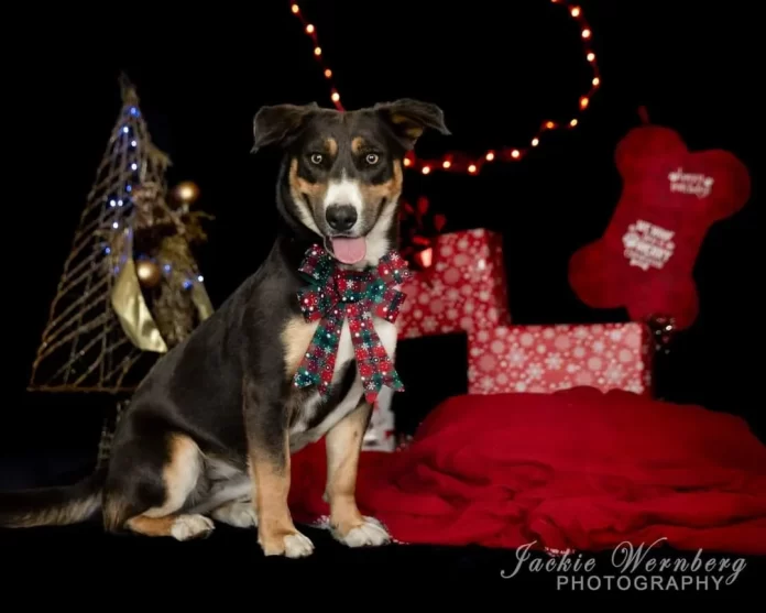 Phoebe , dog adoption, christmas