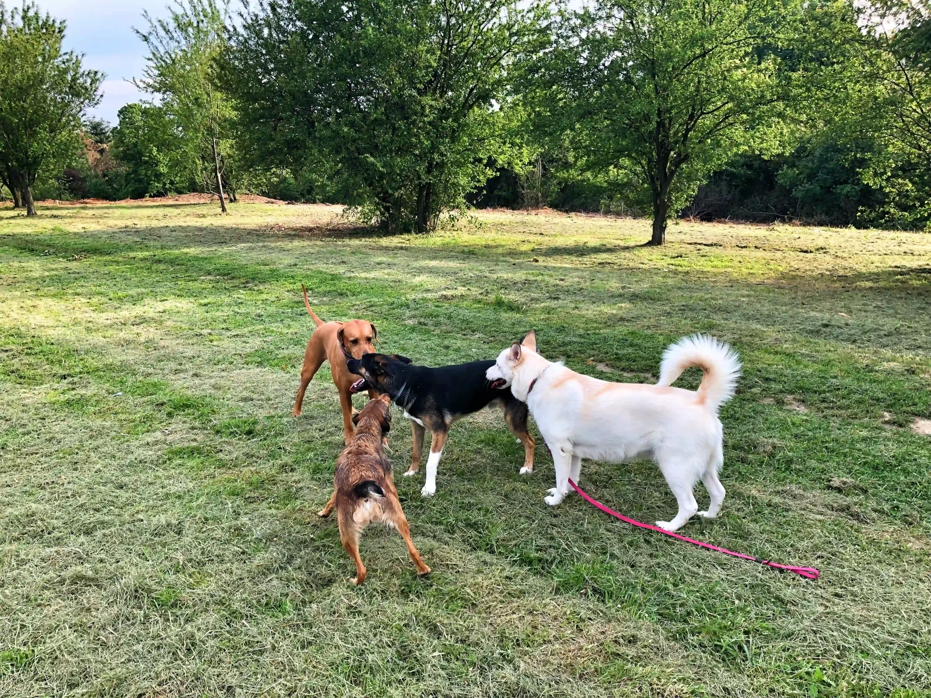 Dogs playing in the field. dog party ideas