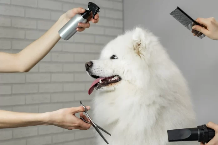 Dog getting groomed. Pet grooming tips for hot weather