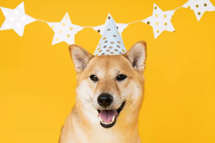 Dog with party hat. dog party ideas