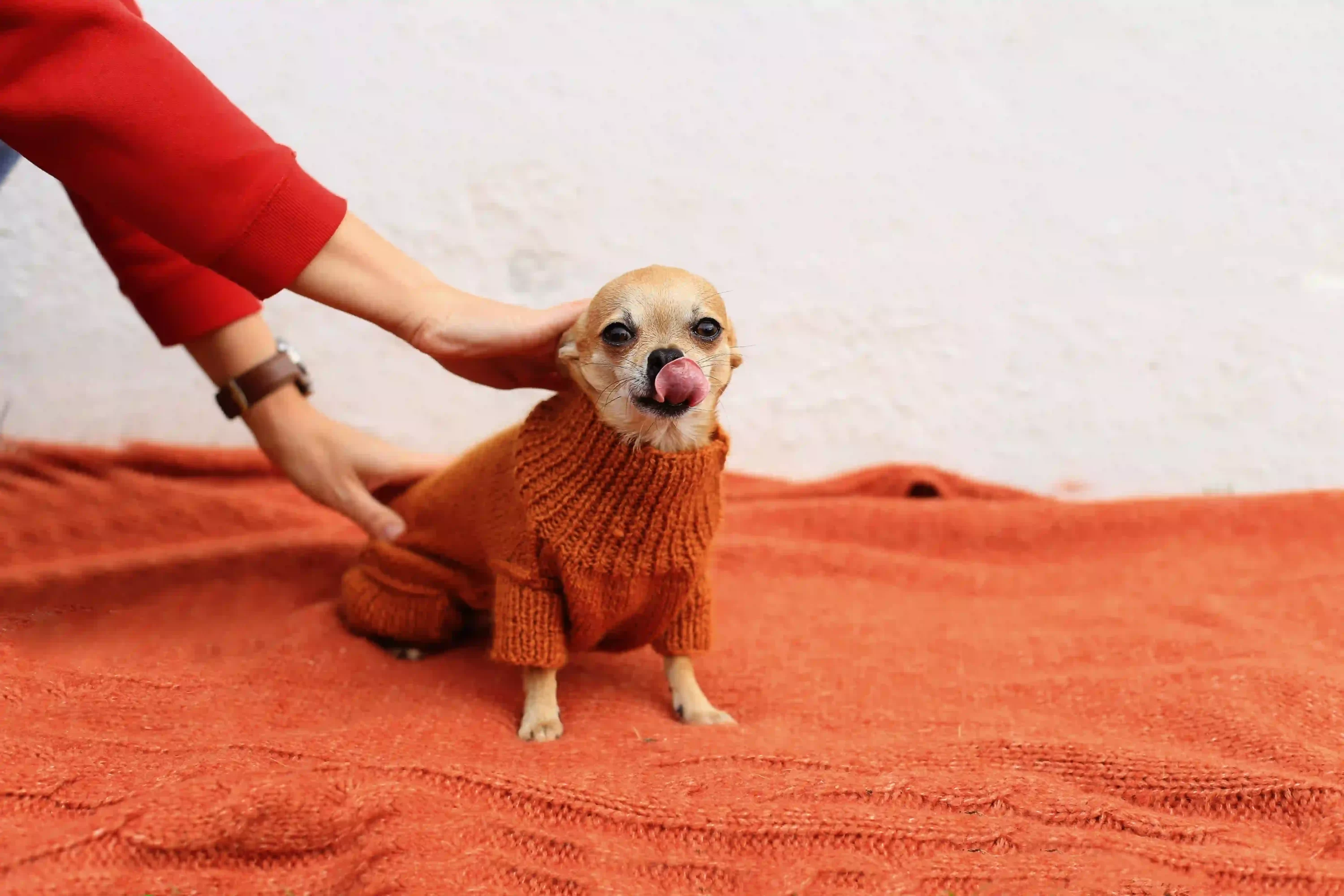 Dog wearing sweater. Gifts for pets.