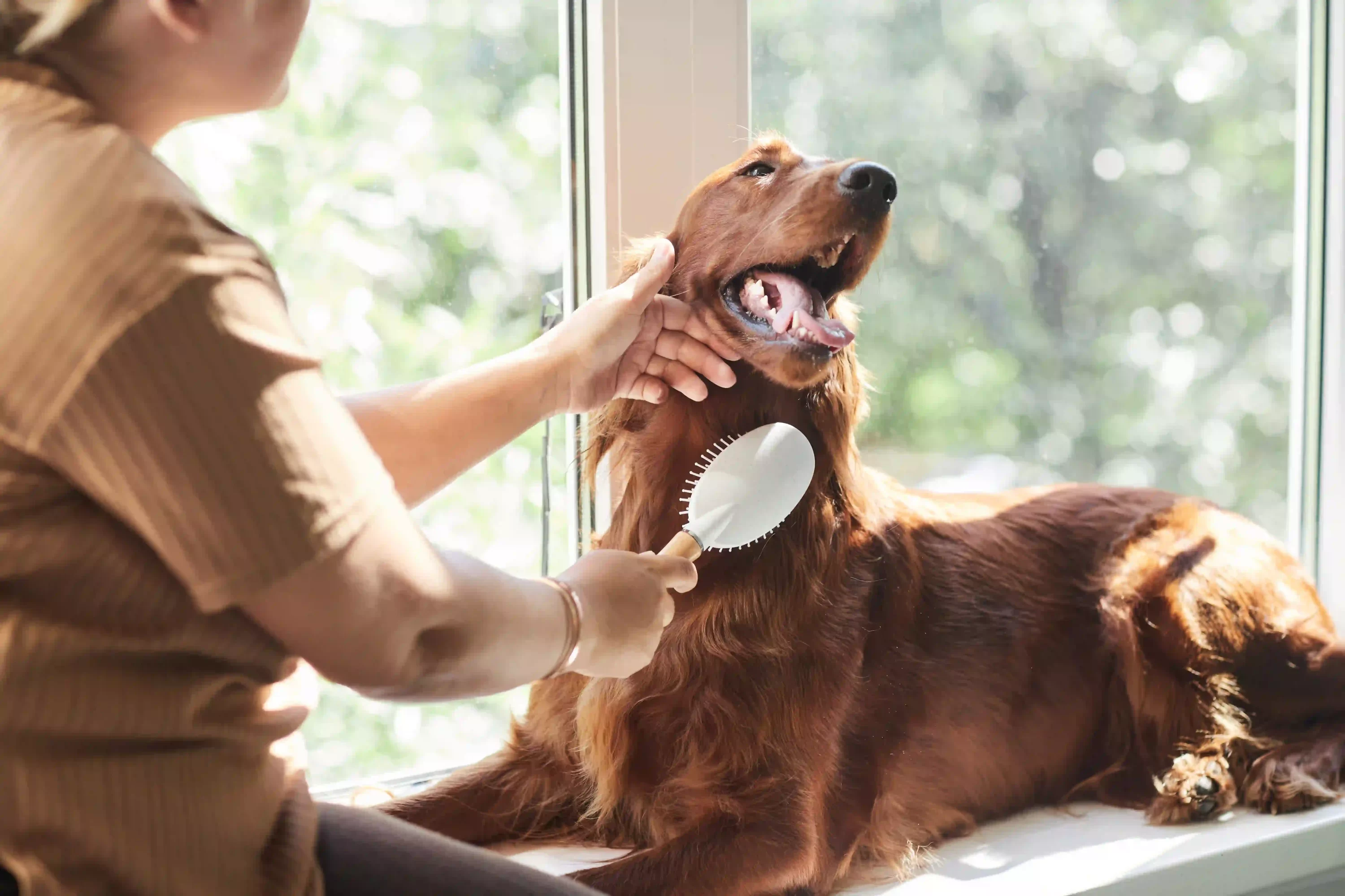 Woman brushing dog hair. Pet grooming tips for hot weather