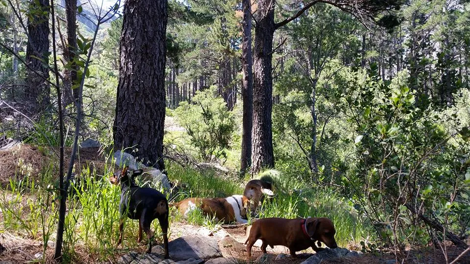 Dogs in the woods. Waggy Tail Doggy Daycare. Cape Town doggy daycares