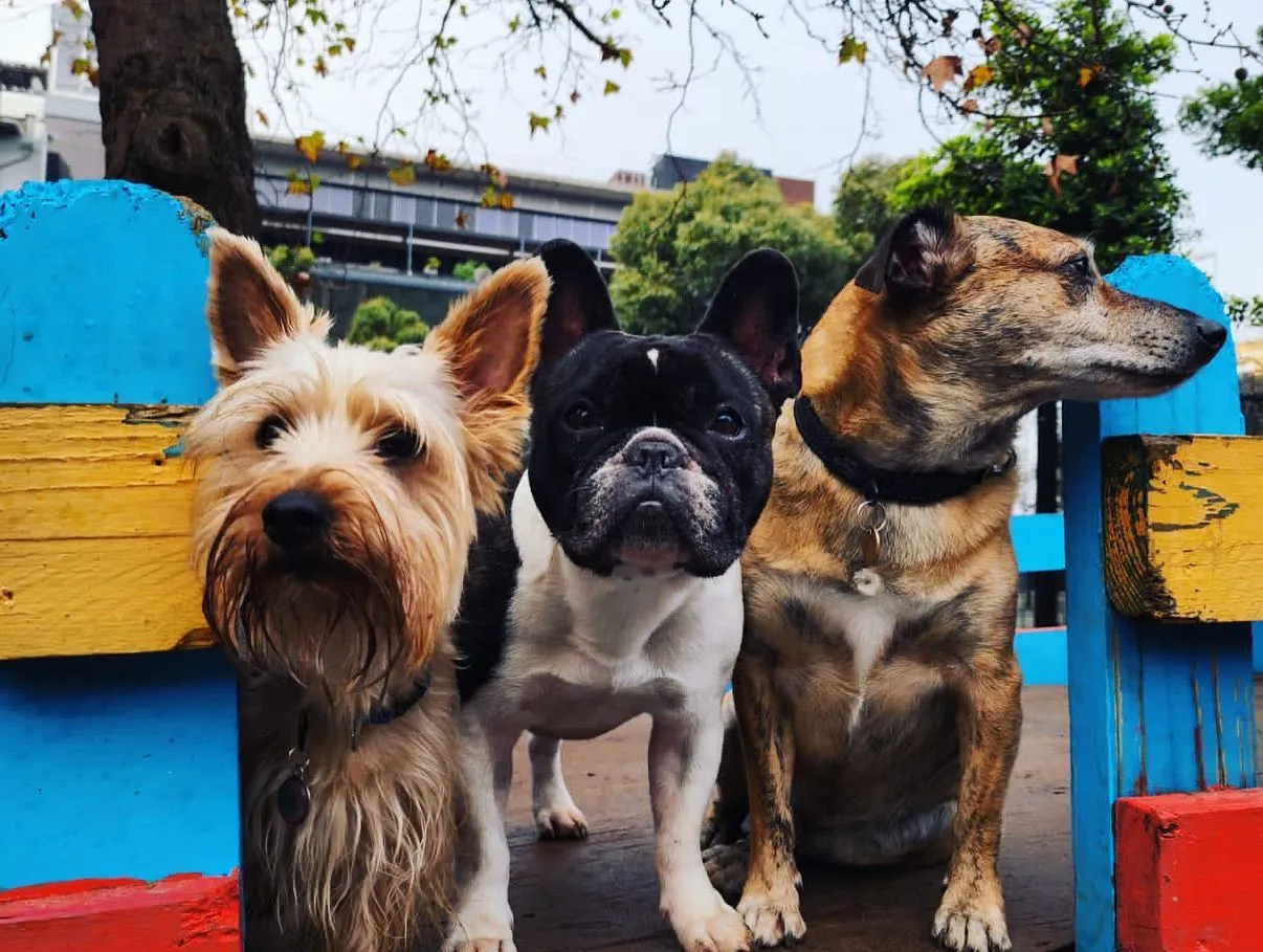 Three dogs from @Frits Dog Hotel & Daycare Centre