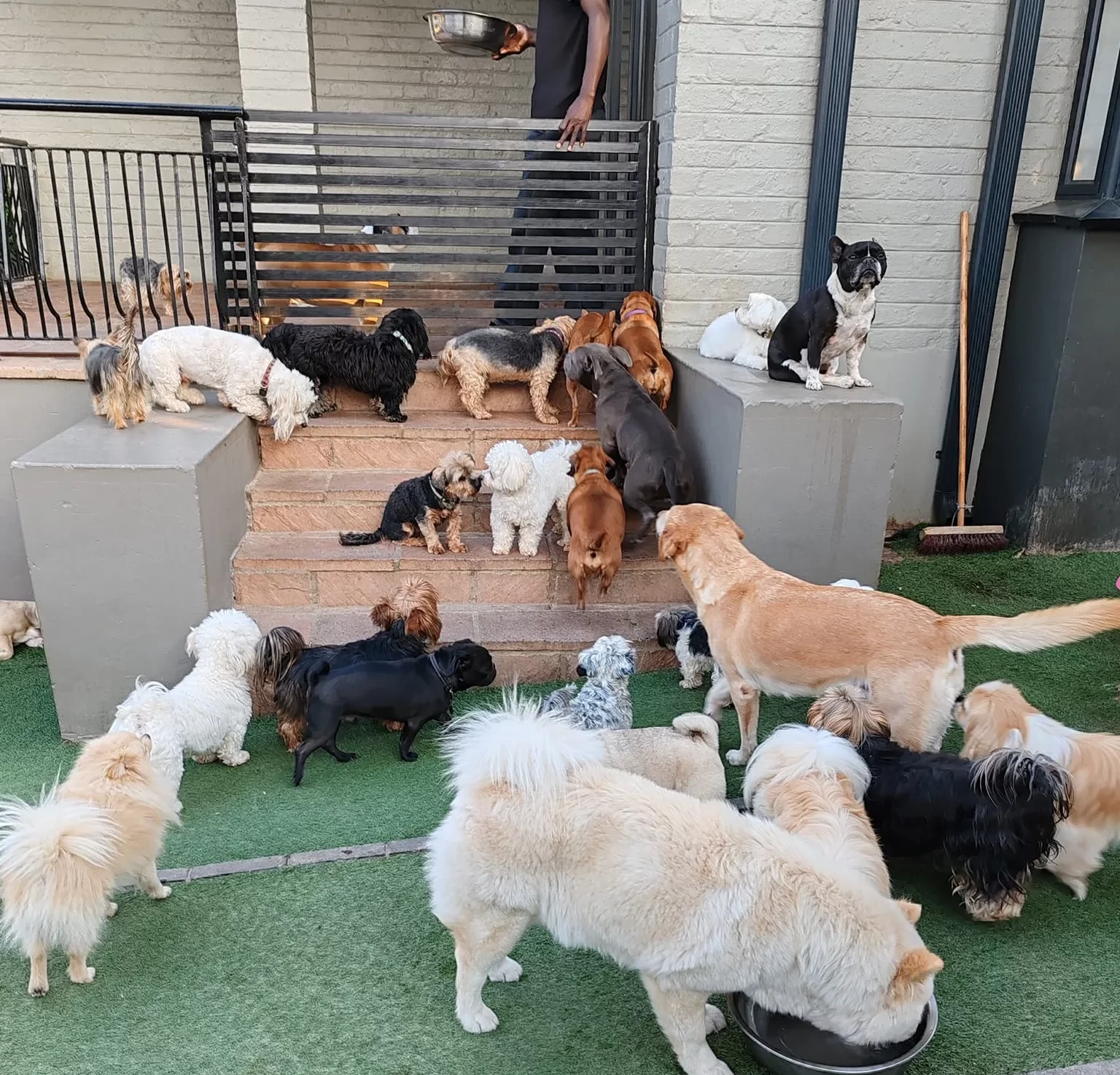 Dogs outside at The Puppy Palace- doggy daycare and spa 