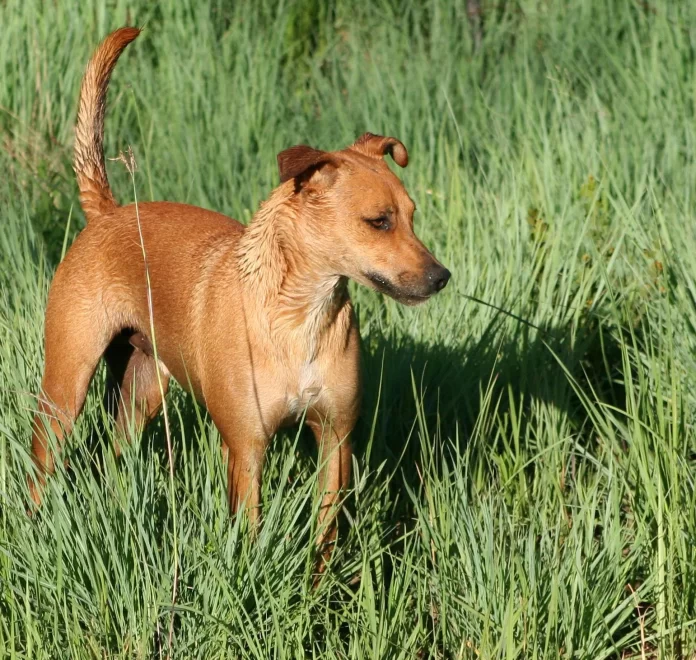 Africanis dog in a field