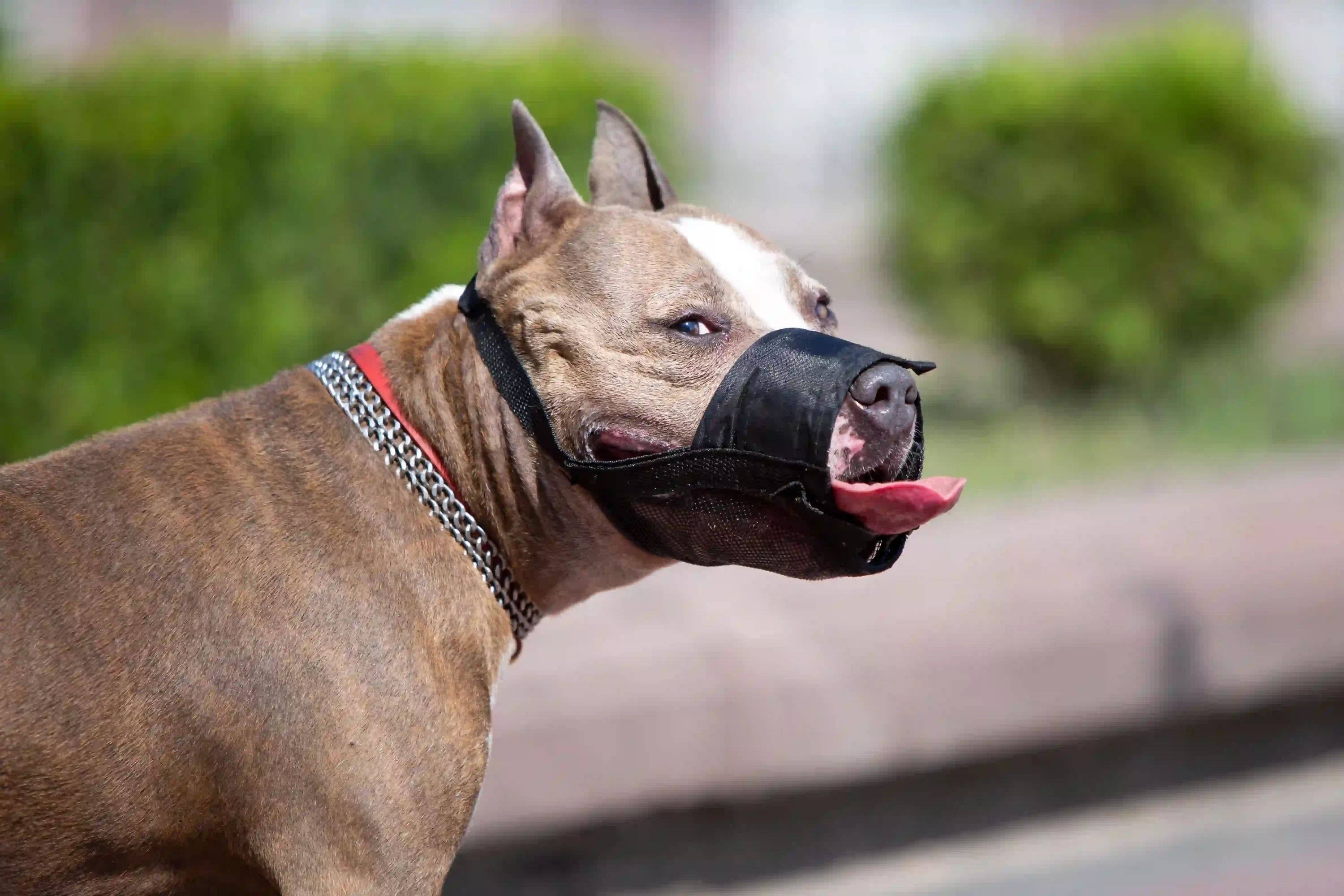 Dog with muzzle. Best dog leashes for dogs that pull
