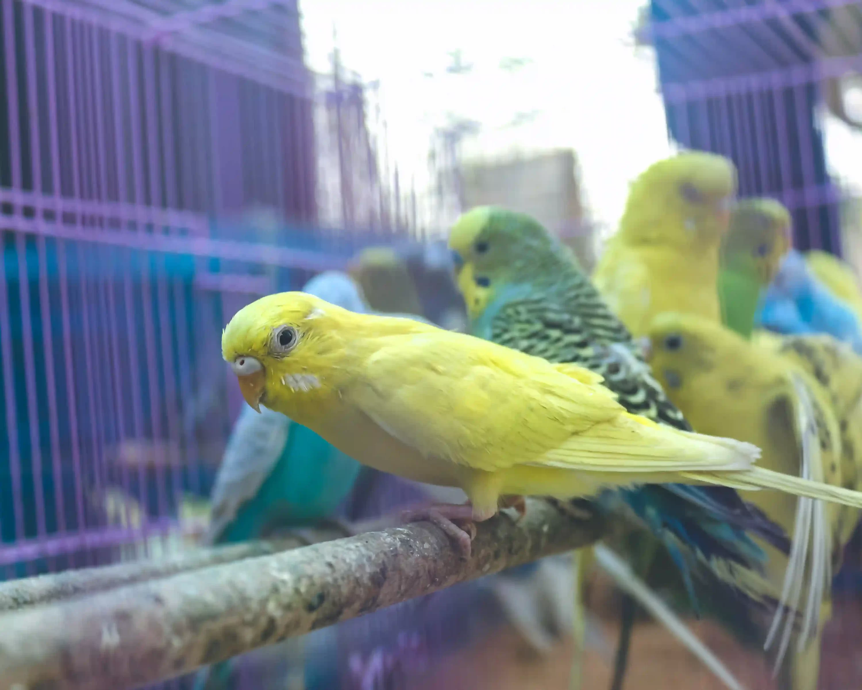 Colourful birds in bird cage. Amazing benefits of owning pet birds